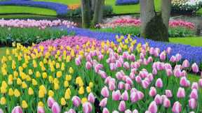 Keukenhof, Lisse, Pays-Bas