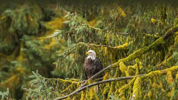 Majestic lord of the skies