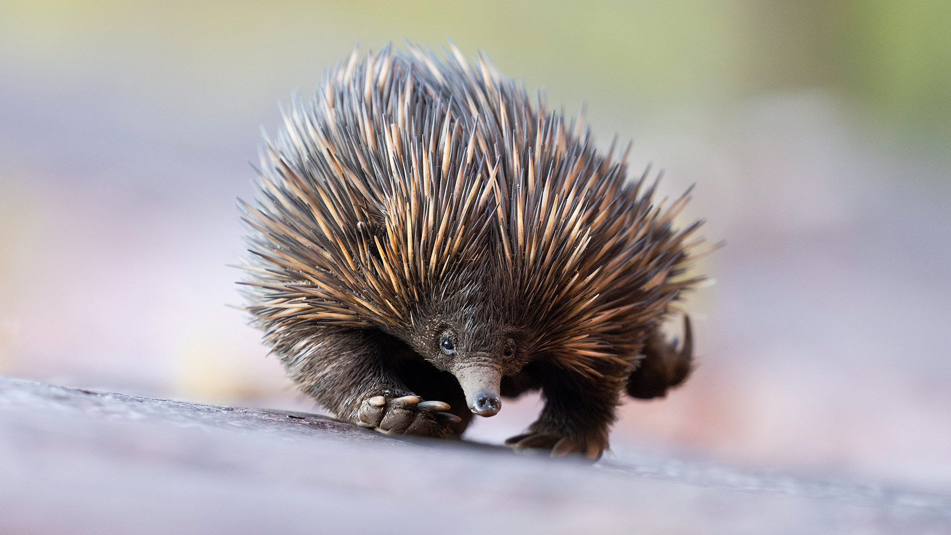 Short-beaked echidna, Adelaide Hills, Australia