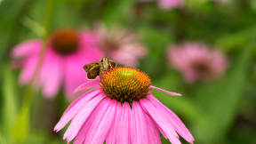 National Garden Week begins today