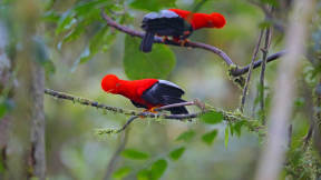 Andean cocks-of-the-rock, Ecuador