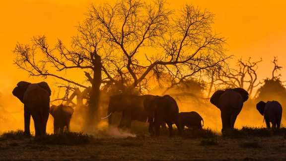 World Elephant Day
