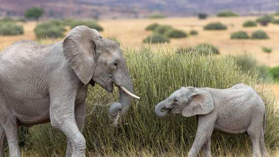 African bush elephants in Namibia