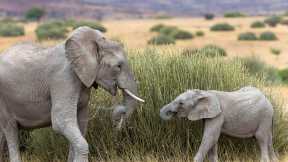 African bush elephants in Namibia