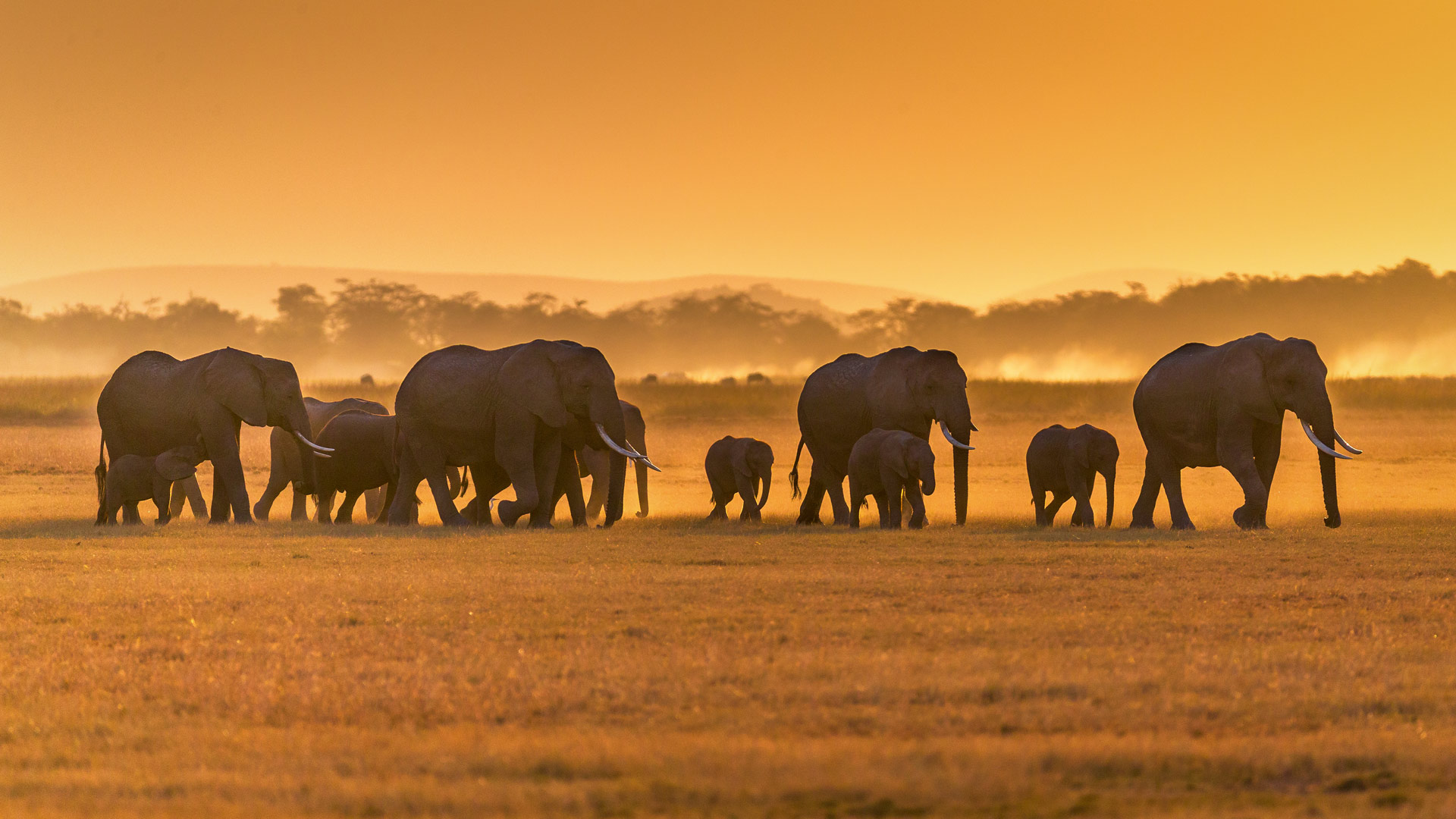 Bing HD Wallpaper Aug 12, 2024: African elephants, Amboseli National ...