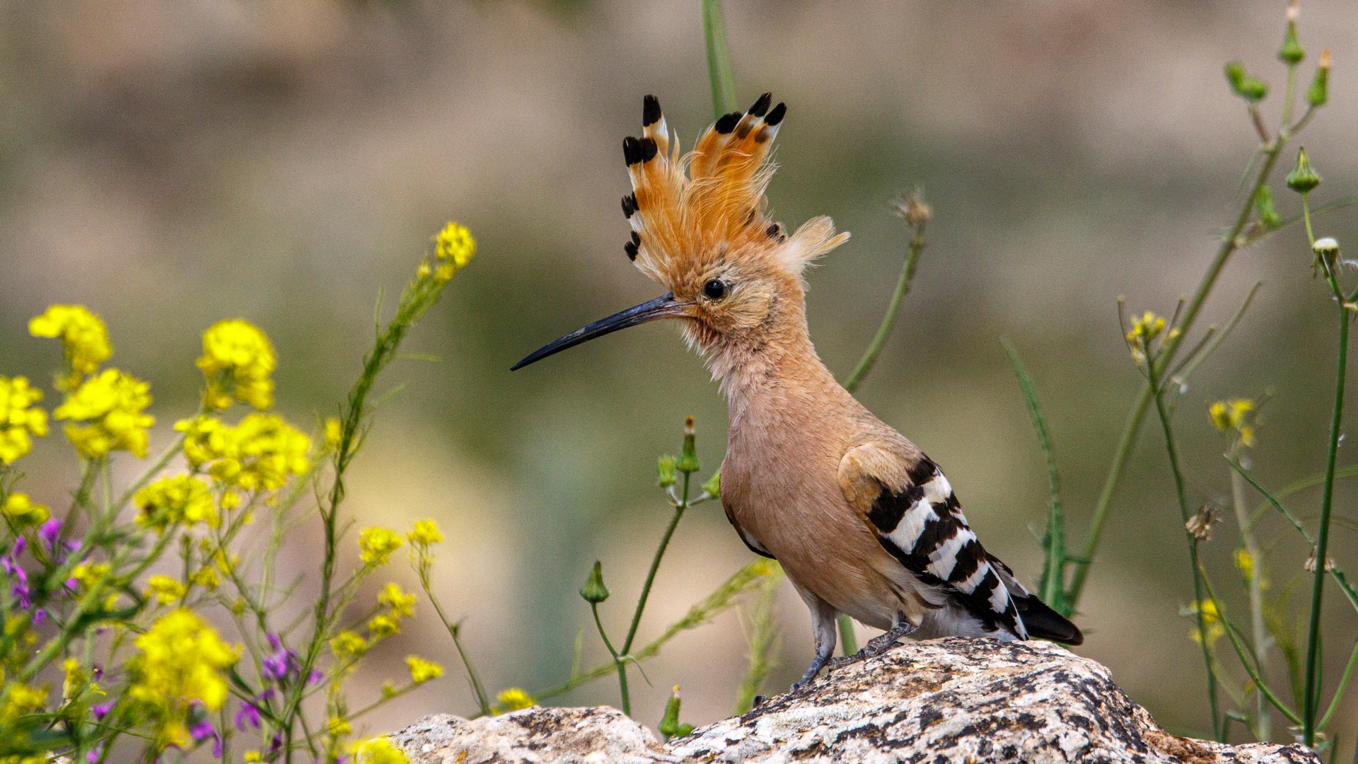 Equinoccio de primavera
