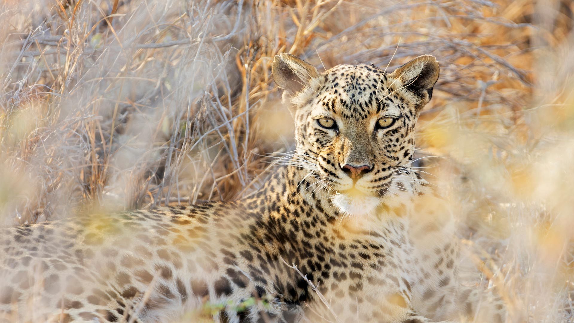 Leopard at Etosha National Park, Namibia