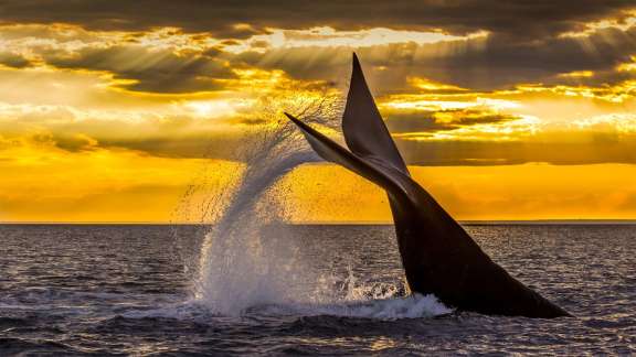 Giganti dellOceano Antartico