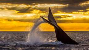 南冰洋里的巨鲸