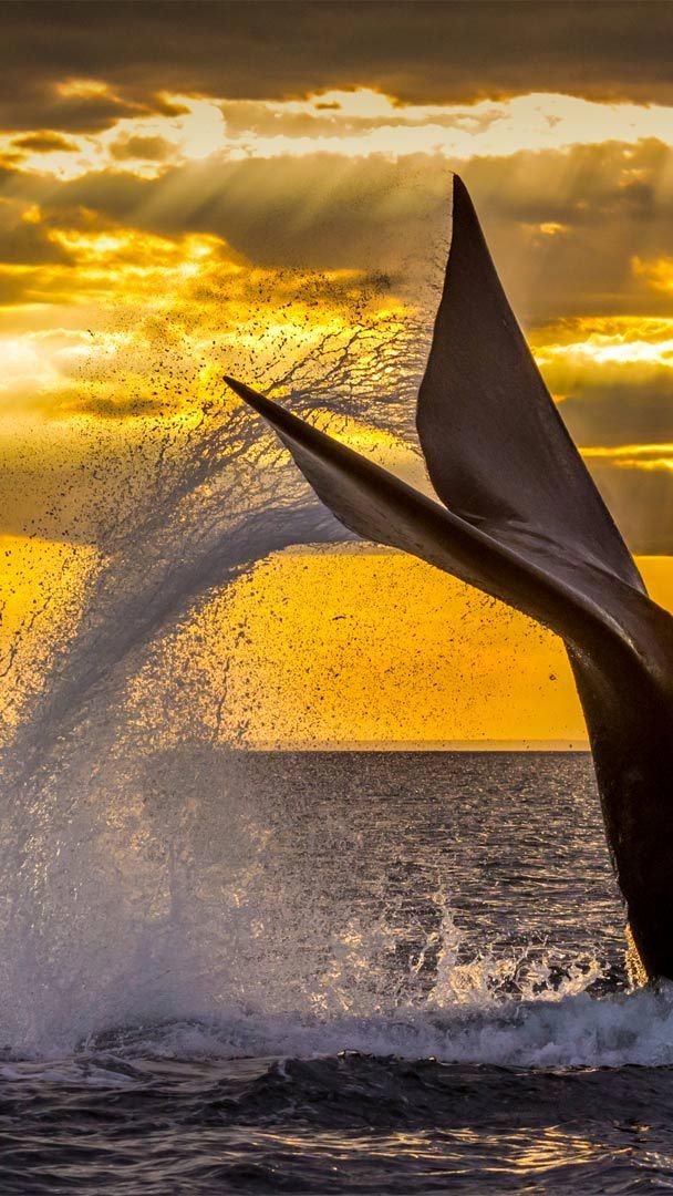 Humpback Whale Jumps out of Water Ultra HD Desktop Background Wallpaper for  4K UHD TV : Widescreen & UltraWide Desktop & Laptop : Multi Display, Dual  Monitor : Tablet : Smartphone