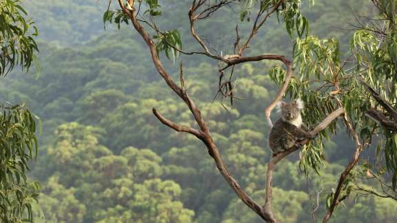 Koala, parc national de Great Otway, Australie