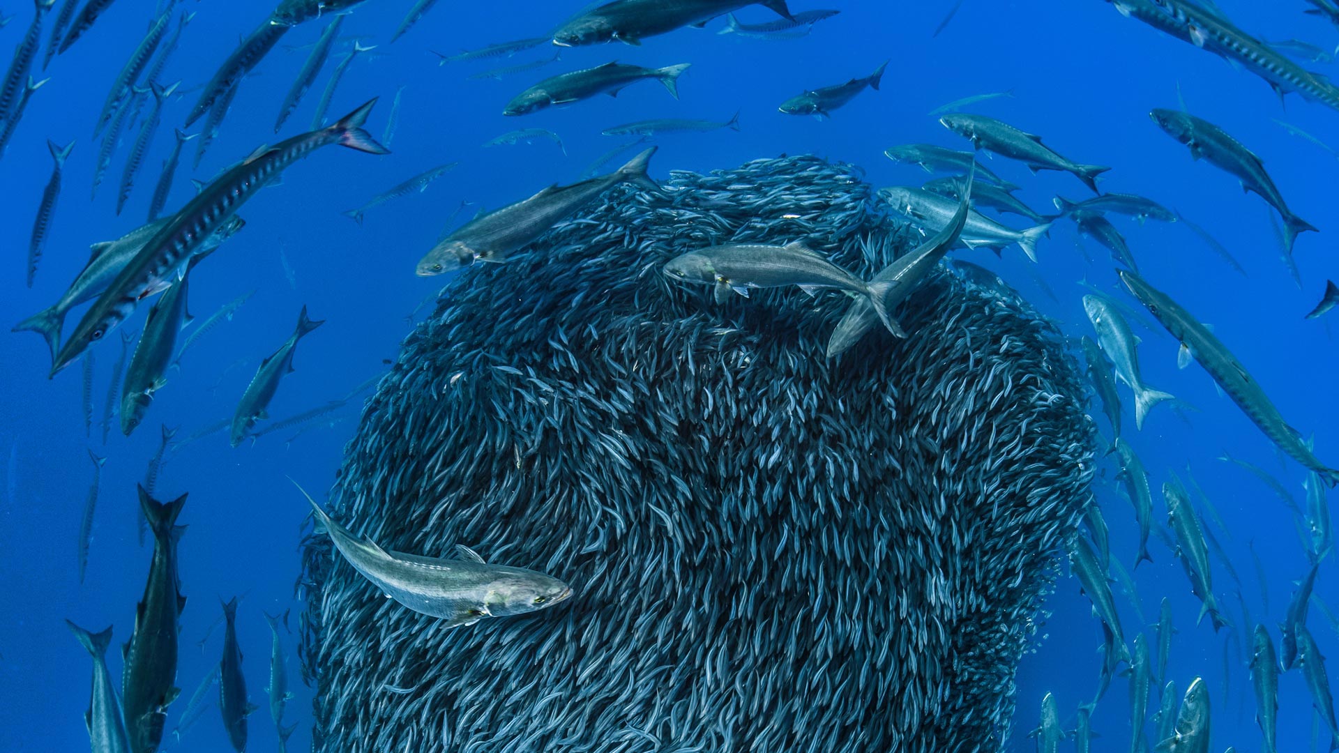Mackerel forming a bait ball to avoid predators