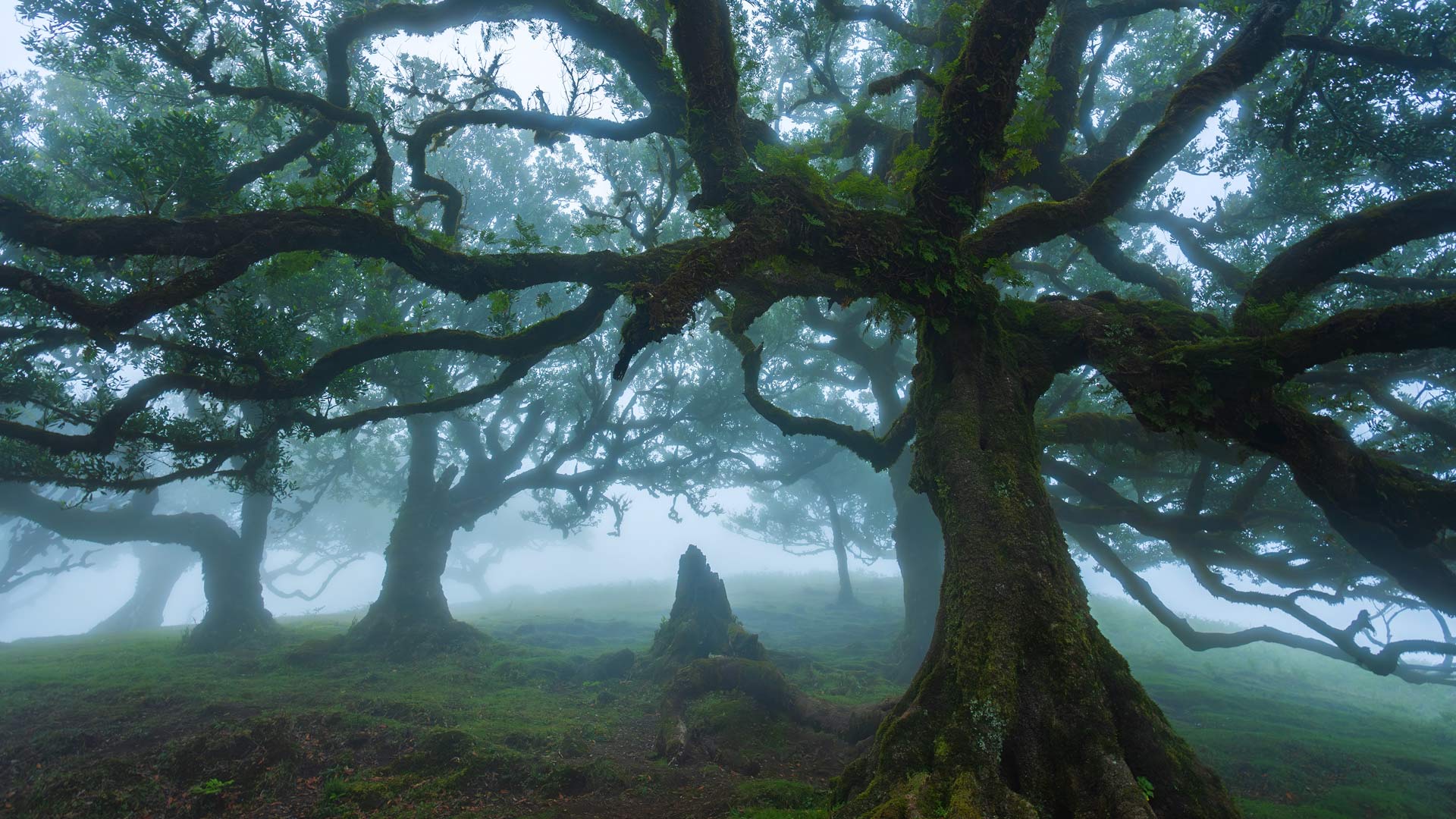 Lauriers centenaires de la forêt de Fanal, île de Madère, Portugal