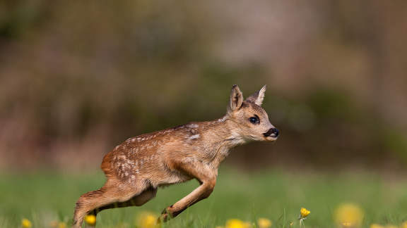 Et hop, un petit bond !