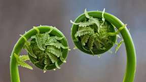Fiddlehead fern fronds