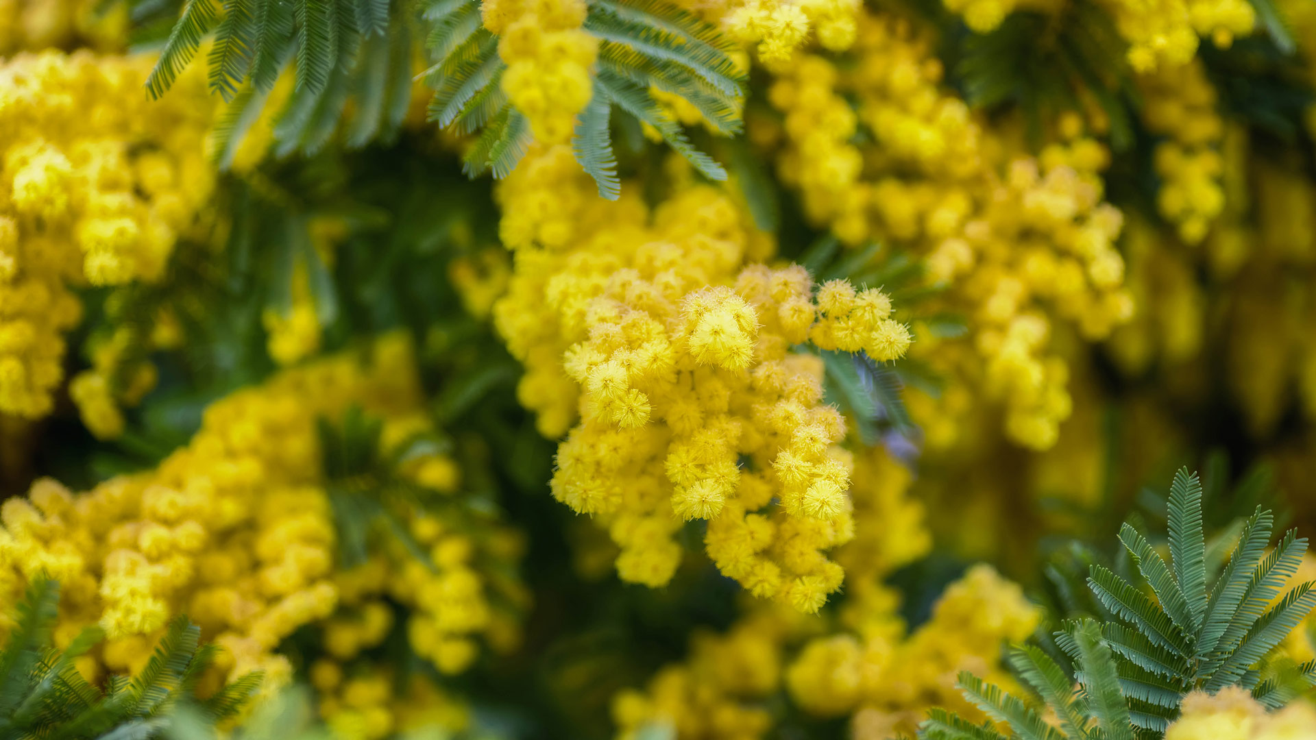 La voce del coraggio