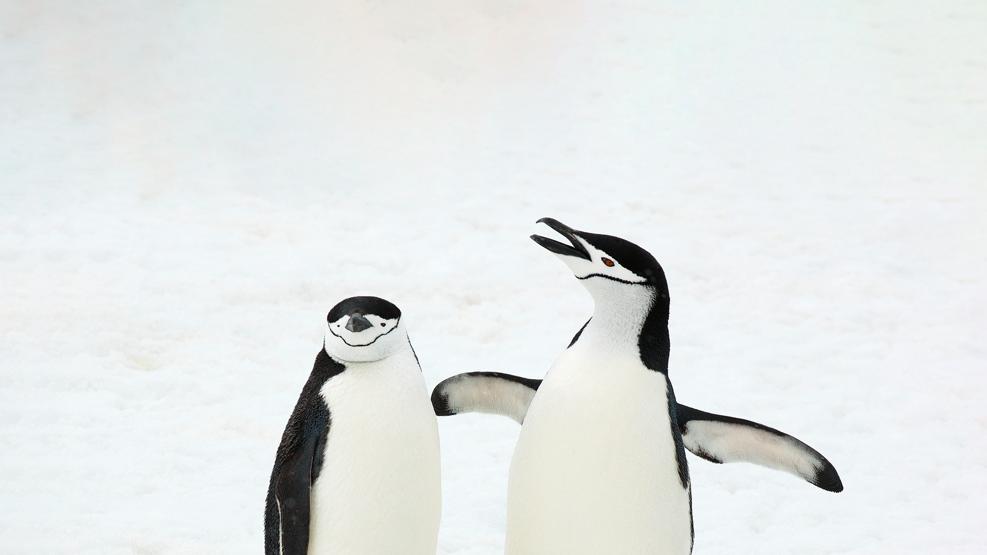 Questi pinguini hanno qualcosa da dire!