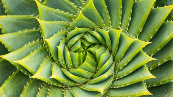 Bing image: Spiral aloe, Kangaroo Island, Australia - Bing Wallpaper ...