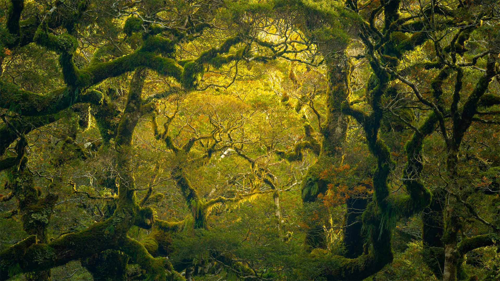 Milford Sound/Piopiotahi rainforest in New Zealand