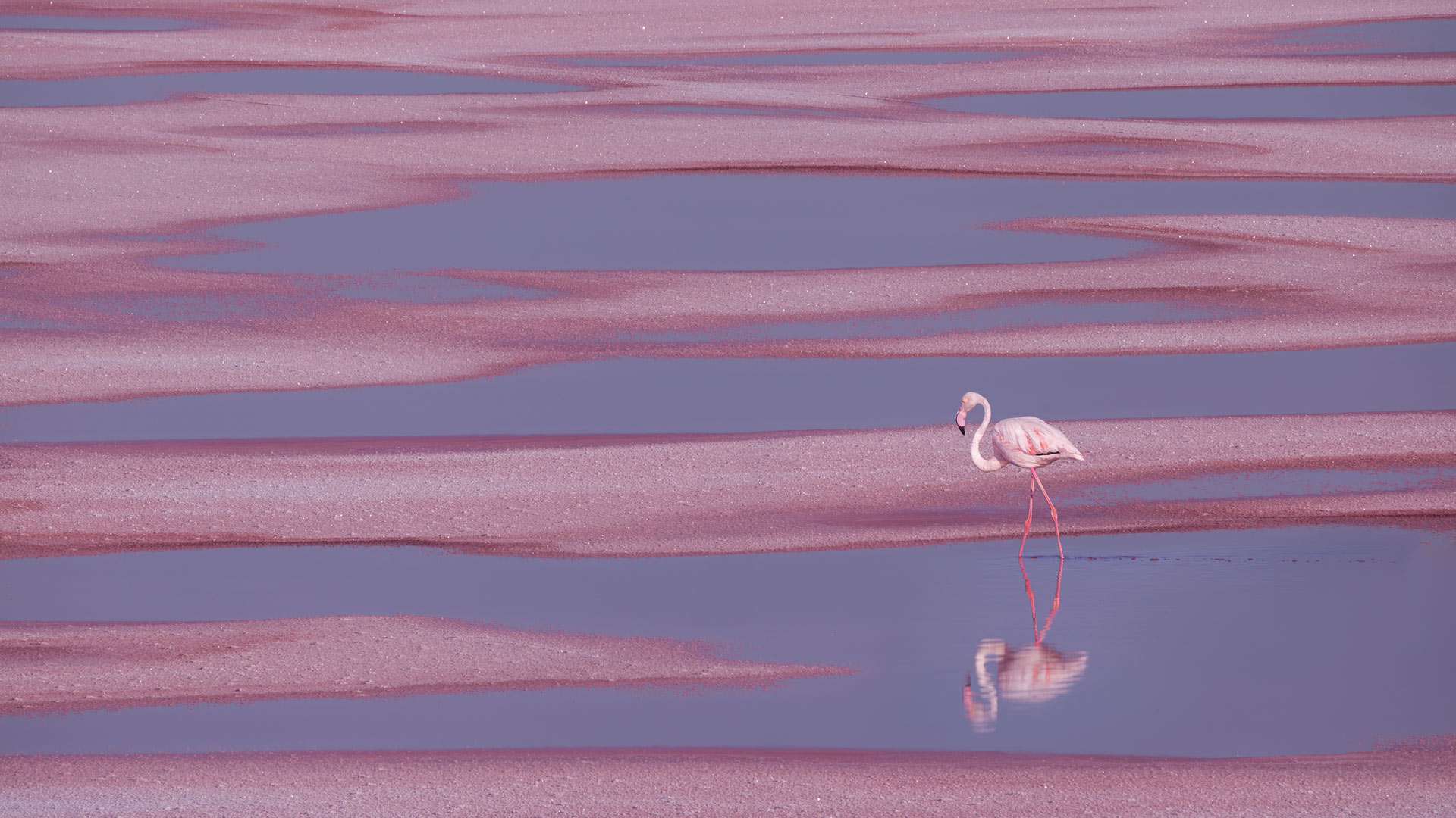Flamant rose, Aigues-Mortes