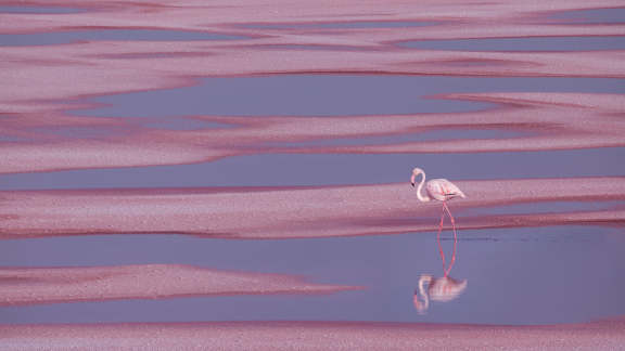 Flamant rose, Aigues-Mortes