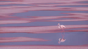 Flamant rose, Aigues-Mortes