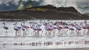 Greater flamingos, Lüderitz, Namibia