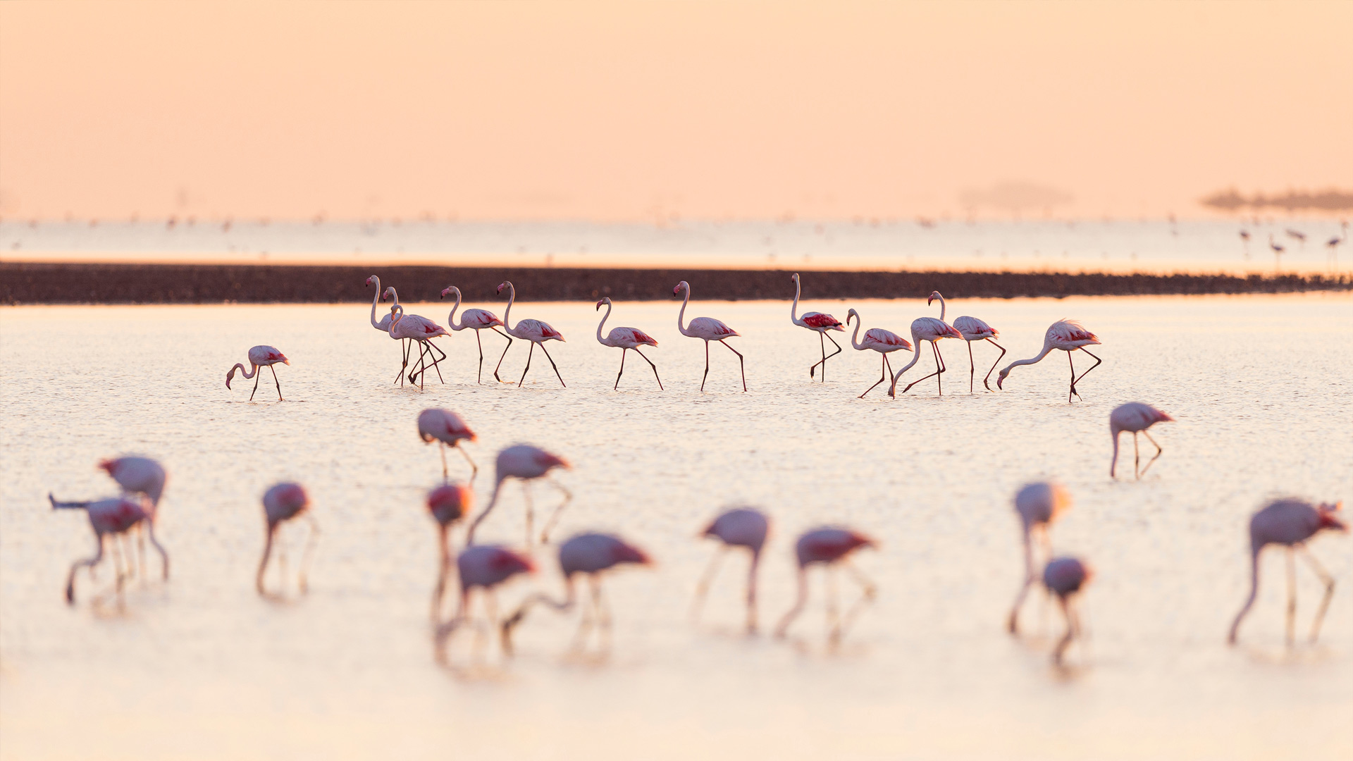 Flamants roses de Camargue