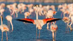 Saintes-Maries-de-la-Mer et le parc naturel régional de Camargue