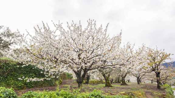 Cerezos en flor en el Valle del Jerte, Cáceres, España