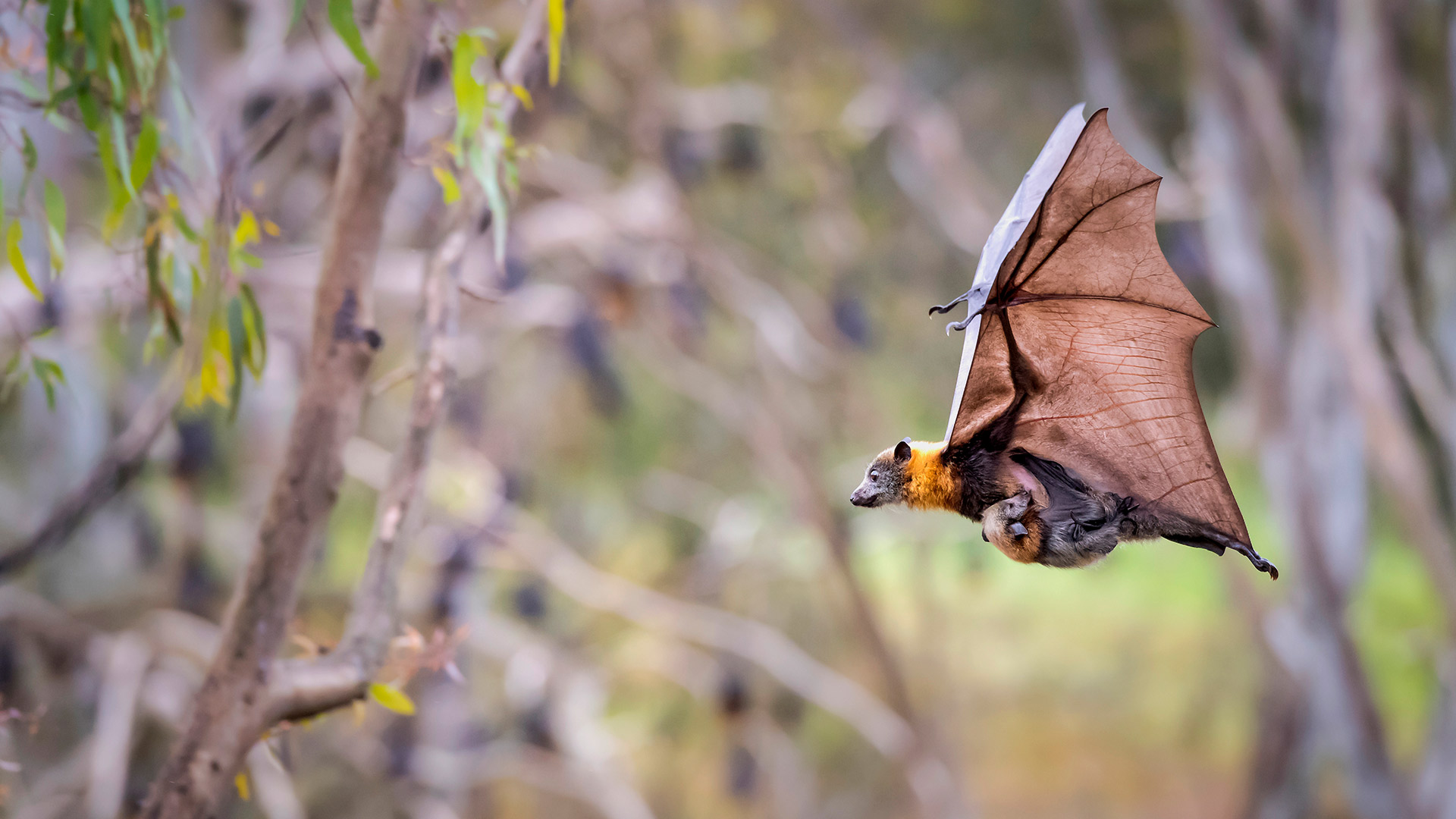 International Bat Appreciation Day