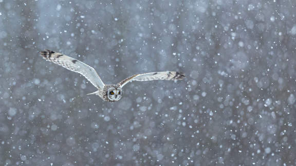 Short-eared owl