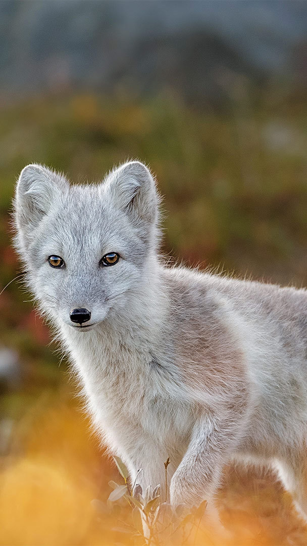 Arctic fox in Norway