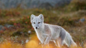 Arctic fox in Norway