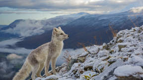 The fantastic winter fox