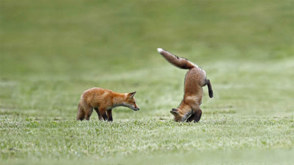 Fate molta pratica, piccoli cuccioli