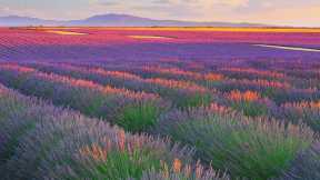 Campos de lavanda en Plateau de Valensole, Francia