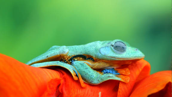 È verde dinvidia?