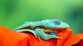 一只青翠碧绿的蛙