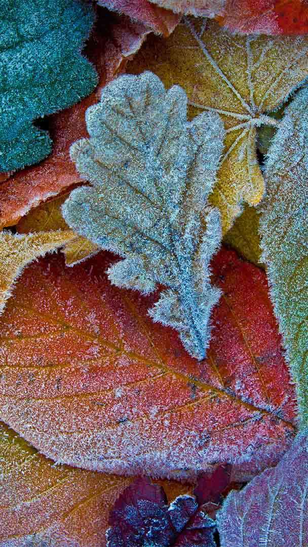 Fogg Of Frost On Grass And Leaves Background, Frost Picture, Frost, Frosted  Background Image And Wallpaper for Free Download