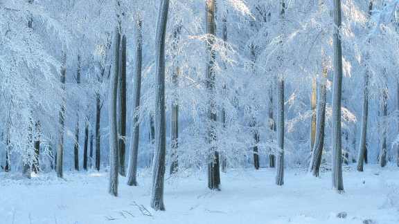European beech forest, Belgium