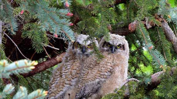 Just a couple of know-it-owls