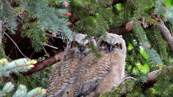 木の枝にとまるフクロウたち