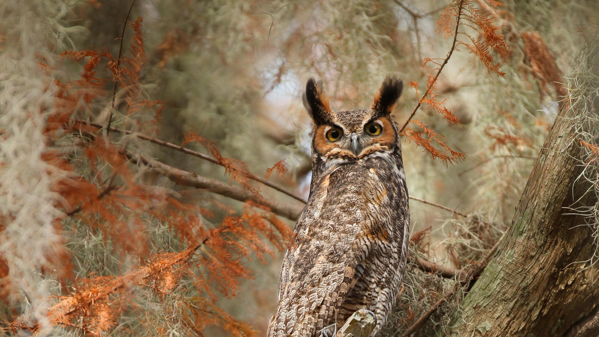 Great horned owl near Lake Tohopekaliga, Florida