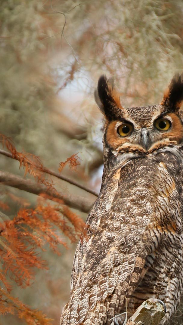Great horned owl near Lake Tohopekaliga, Florida