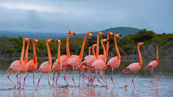 American flamingos, Isabela Island, Gal&aacute;pagos Islands, Ecuador