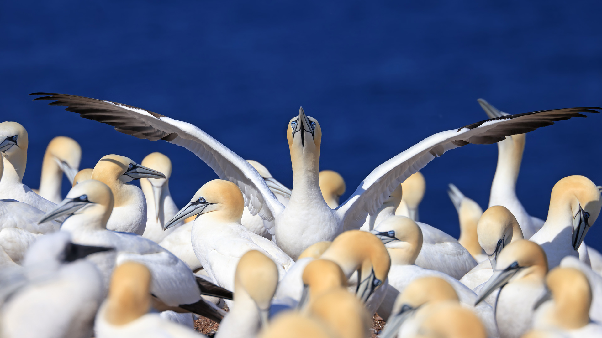 Colony of northern gannets in Quebec