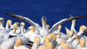 Colony of northern gannets in Quebec