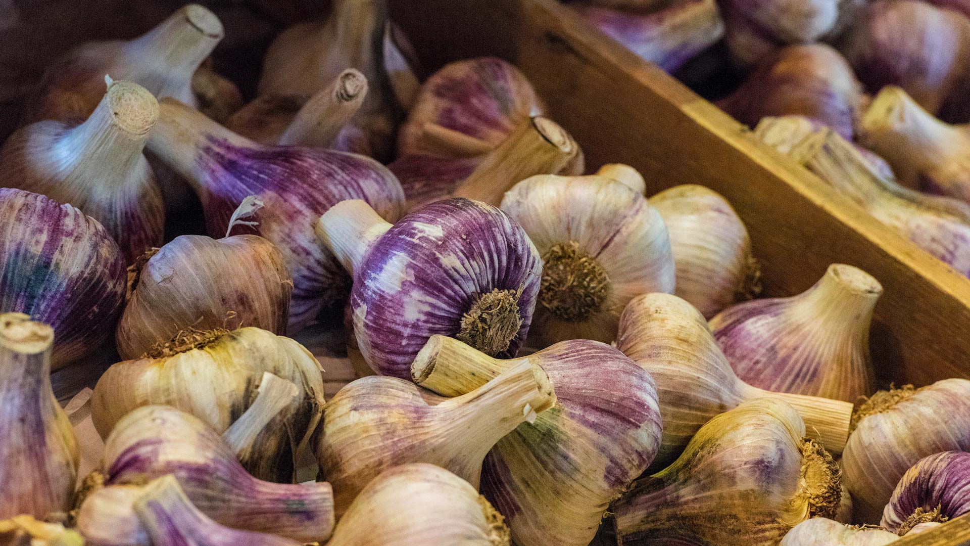 Bing HD Wallpaper 18 Aug 2024 The Isle of Wight Garlic Festival Bing