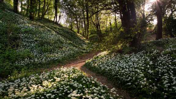 The Isle of Wight Garlic Festival